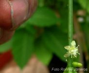 Ripsalis spec (Jaji Venezuela) mistelkaktus